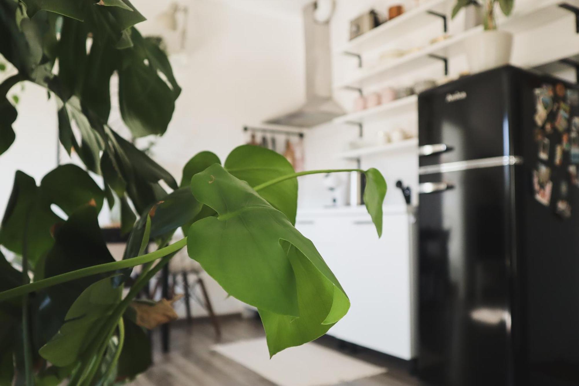 Urban Jungle Apartment - Free Parking Любляна Екстер'єр фото